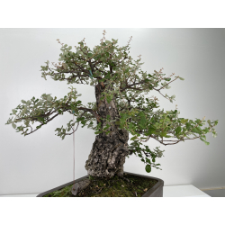 Quercus suber -alcornoque- I-6650 vista 5