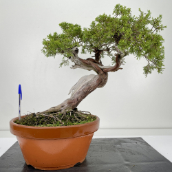 Juniperus sabina -sabina rastrera- A00912