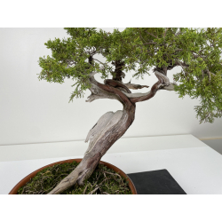 Juniperus sabina -sabina rastrera- A00912 vista 2