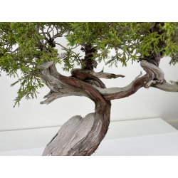 Juniperus sabina -sabina rastrera- A00912 vista 3