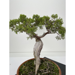 Juniperus sabina -sabina rastrera- A00912 vista 4