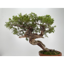 Juniperus sabina -sabina rastrera- A00912 vista 5