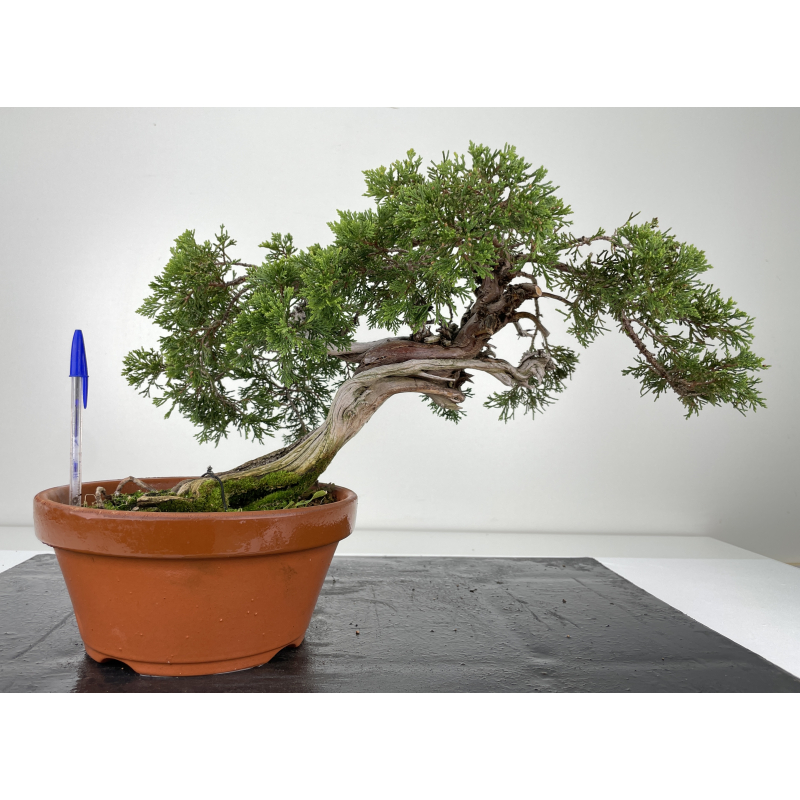 Juniperus sabina -sabina rastrera- A00455