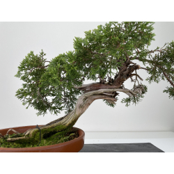 Juniperus sabina -sabina rastrera- A00455 vista 2