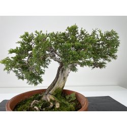 Juniperus sabina -sabina rastrera- A00455 vista 3