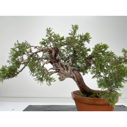 Juniperus sabina -sabina rastrera- A00455 vista 4