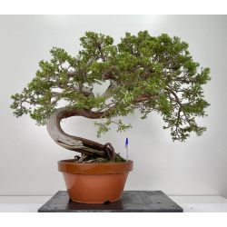 Juniperus sabina -sabina rastrera- A00908