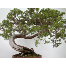 Juniperus sabina -sabina rastrera- A00908 vista 2