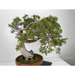 Juniperus sabina -sabina rastrera- A00908 vista 3