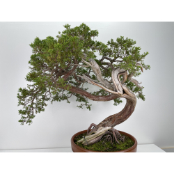 Juniperus sabina -sabina rastrera- A00908 vista 5