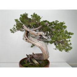 Juniperus sabina -sabina rastrera- A00908 vista 4