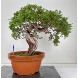 Juniperus sabina -sabina rastrera- A00914