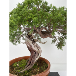 Juniperus sabina -sabina rastrera- A00914 vista 2