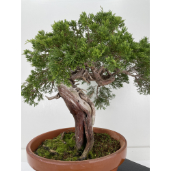 Juniperus sabina -sabina rastrera- A00914 vista 3