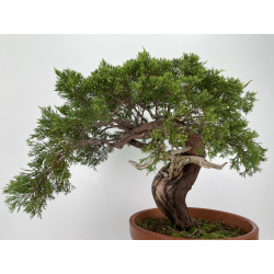 Juniperus sabina -sabina rastrera- A00914 vista 4