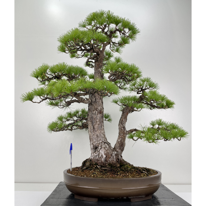 Pinus parviflora pentaphylla I-6651