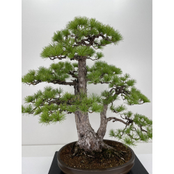 Pinus parviflora pentaphylla I-6651 vista 2
