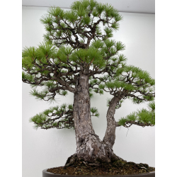 Pinus parviflora pentaphylla I-6651 vista 3