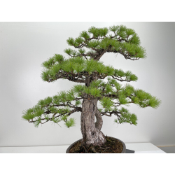 Pinus parviflora pentaphylla I-6651 vista 4