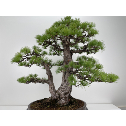 Pinus parviflora pentaphylla I-6651 vista 5