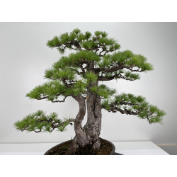 Pinus parviflora pentaphylla I-6651 vista 6