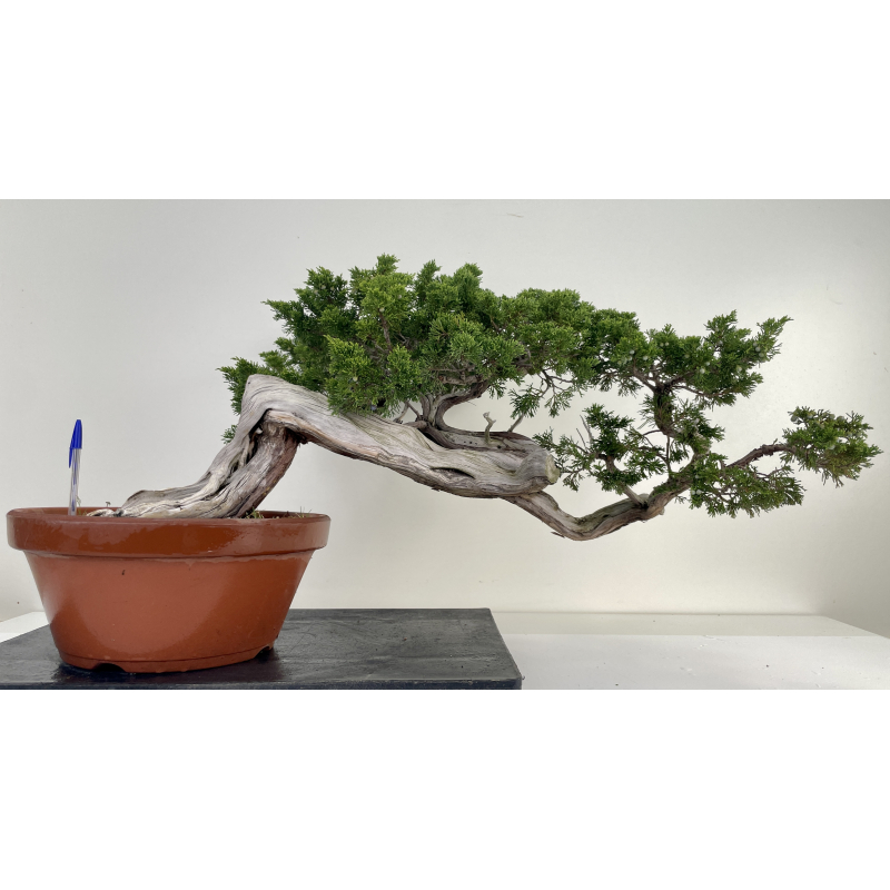 Juniperus sabina -sabina rastrera- A01626