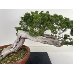 Juniperus sabina -sabina rastrera- A01626 vista 2