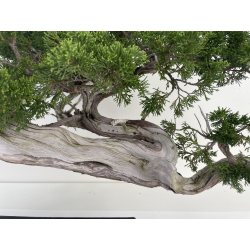 Juniperus sabina -sabina rastrera- A01626 vista 3