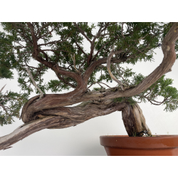 Juniperus sabina -sabina rastrera- A01626 vista 6