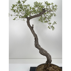 Quercus faginea -quejigo- I-6652 vista 2