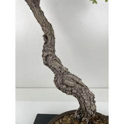 Quercus faginea -quejigo- I-6652 vista 3