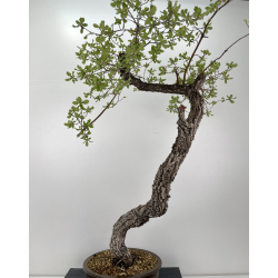 Quercus faginea -quejigo- I-6652 vista 5