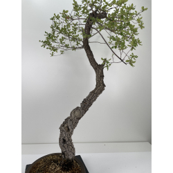 Quercus faginea -quejigo- I-6652 vista 4