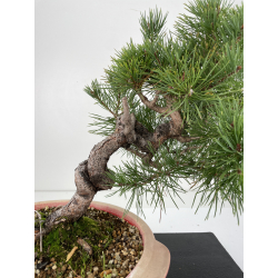Pinus sylvestris -pino s. europeo-  I-6653 vista 2