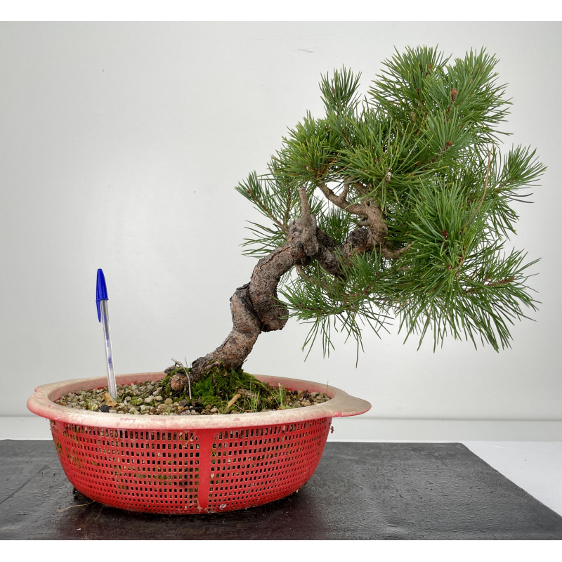 Pinus sylvestris -pino s. europeo-  I-6653