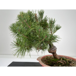 Pinus sylvestris -pino s. europeo-  I-6653 vista 3