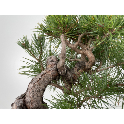 Pinus sylvestris -pino s. europeo-  I-6653 vista 4