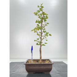 Ginkgo biloba I-6655