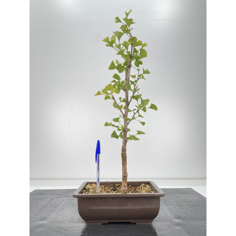 Ginkgo biloba I-6655 Ginkgo biloba I-6655