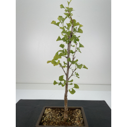 Ginkgo biloba I-6655 vista 2
