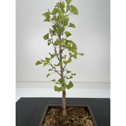 Ginkgo biloba I-6655 vista 3