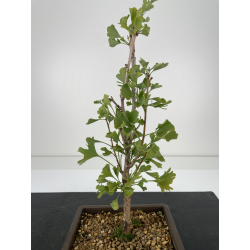 Ginkgo biloba I-6656 vista 2
