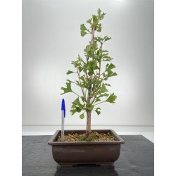 Ginkgo biloba I-6656