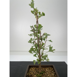 Ginkgo biloba I-6656 vista 3