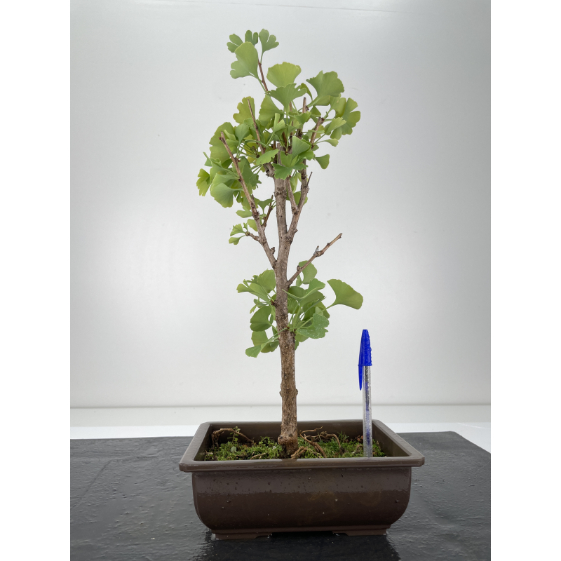 Ginkgo biloba I-6657 Ginkgo biloba I-6657