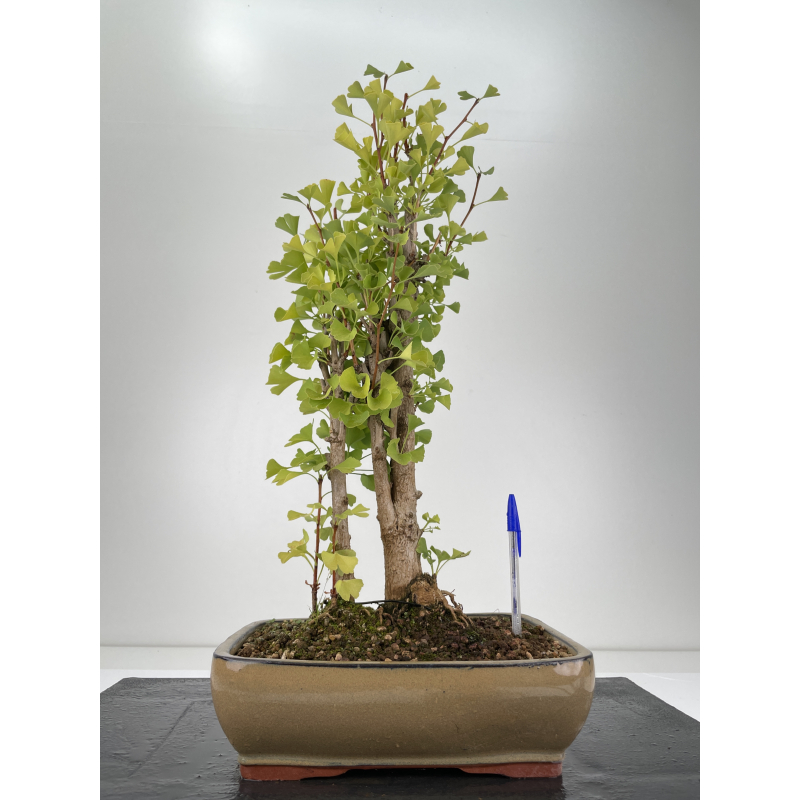 Ginkgo biloba I-6659 Ginkgo biloba I-6659