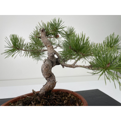 Pinus sylvestris -pino s. europeo-  I-6662 vista 2
