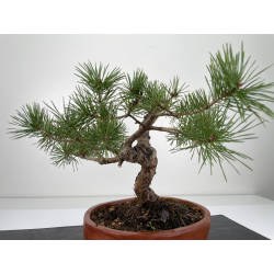 Pinus sylvestris -pino s. europeo-  I-6662 vista 3