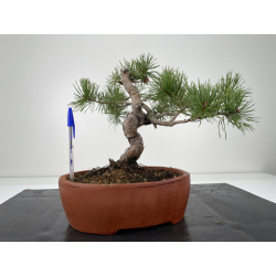 Pinus sylvestris I-6662