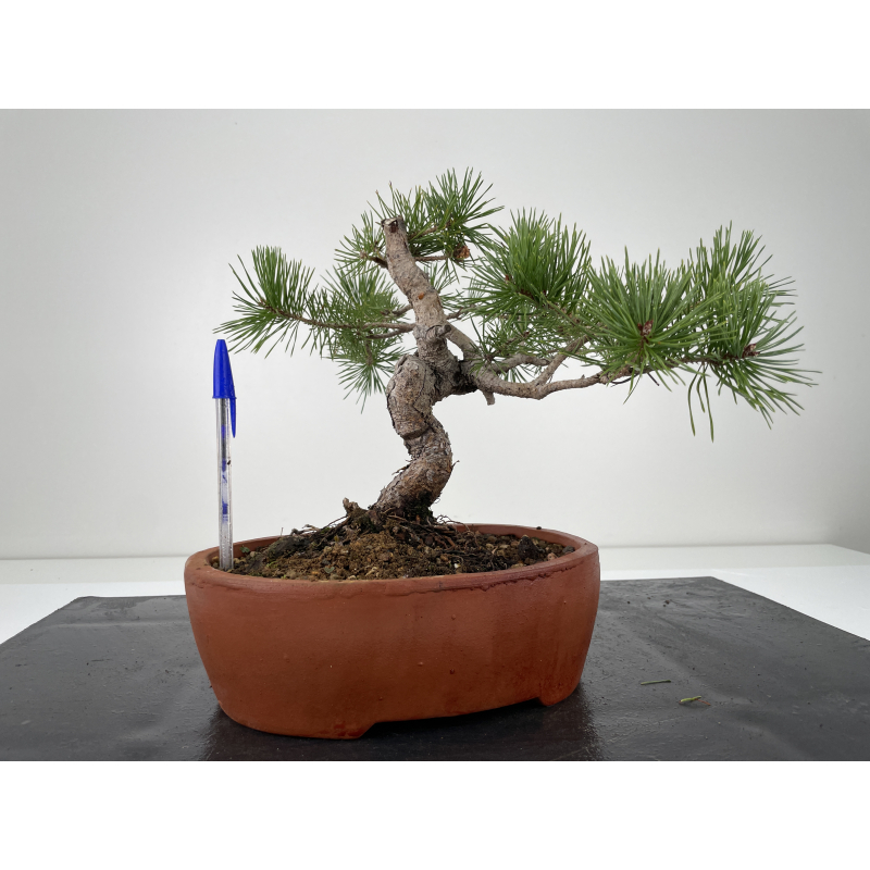 Pinus sylvestris -pino s. europeo-  I-6662